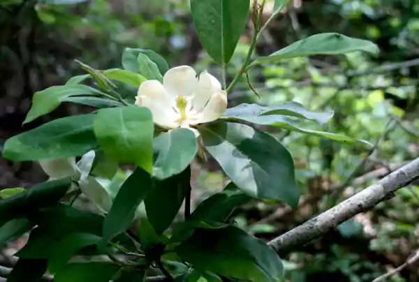 Sweetbay Magnolia flower