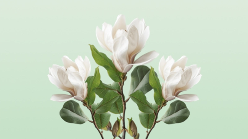 Sweetbay Magnolia