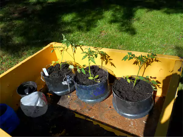 Water Dispenser Planters