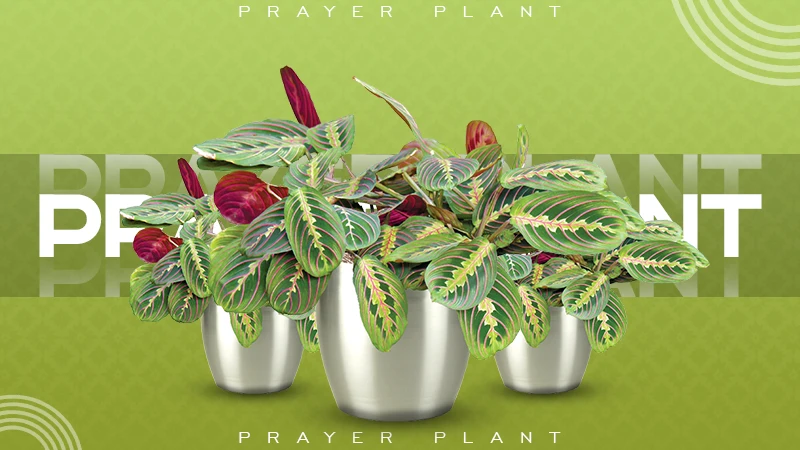 prayer plant