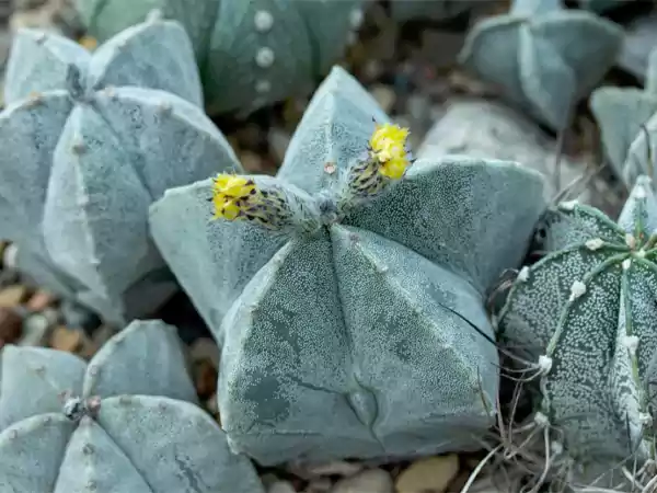 Bishops Cap Cactus