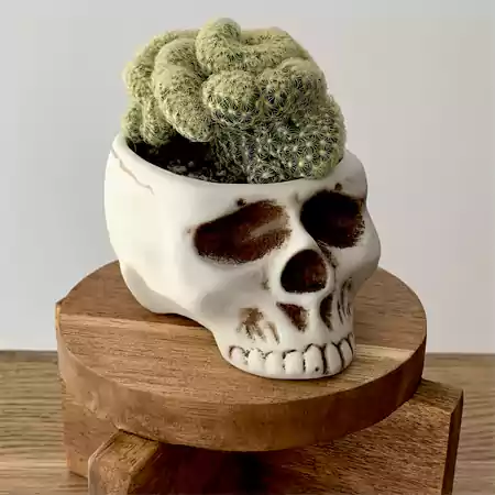 Brain Cactus