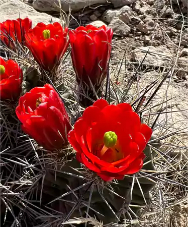 Claret Cup Cactus