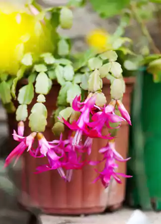 Easter Cactus