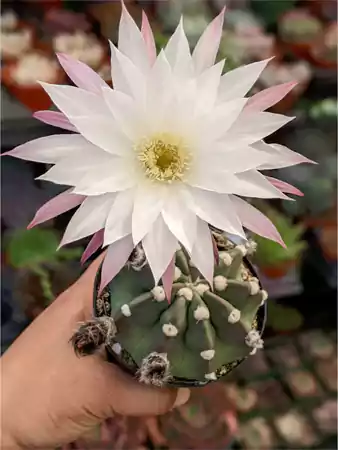 Easter Lily Cactus