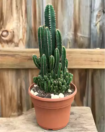 Fairy Castle Cactus