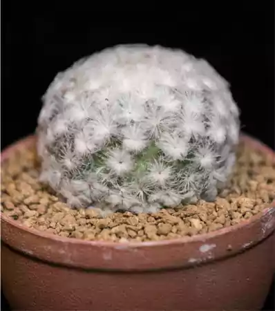 Feather Cactus