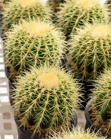 Golden Barrel Cactus