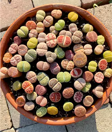 Lithops