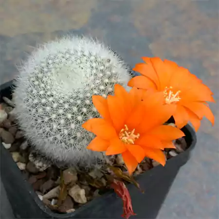 Little Mouse Cactus