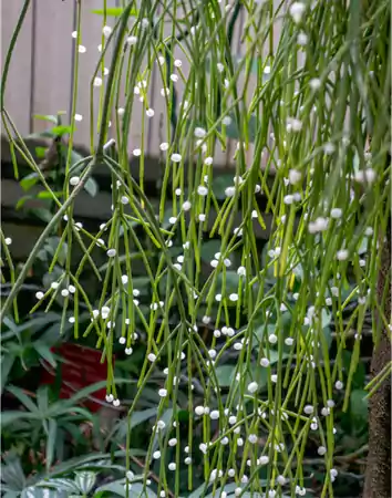 Mistletoe Cactus