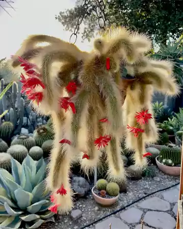 Monkey Tail Cactus