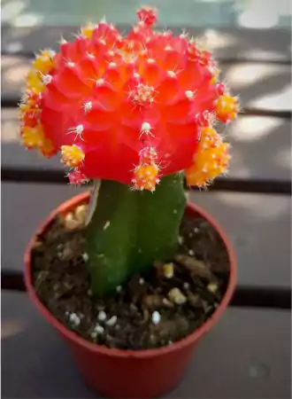 Moon Cactus