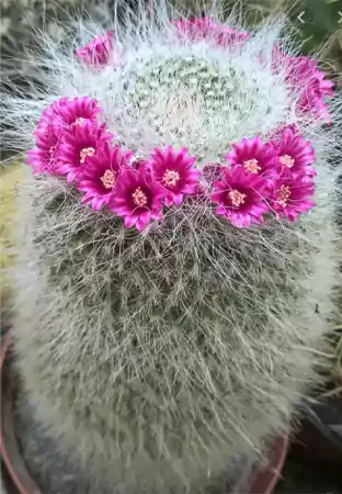 Old Lady Cactus