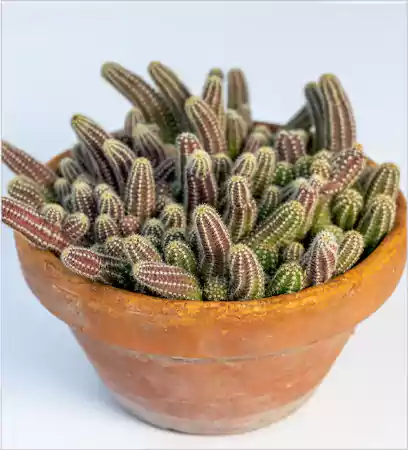 Peanut Cactus