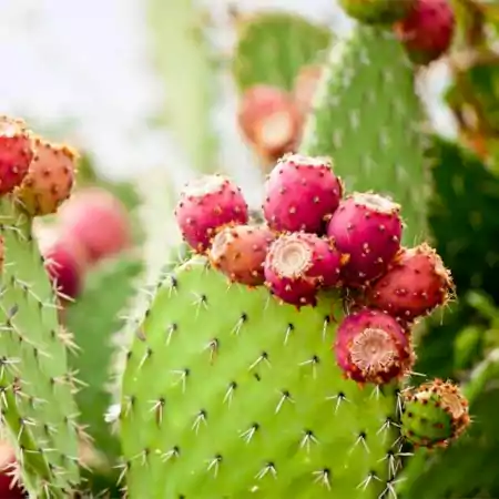 Prickly Pear