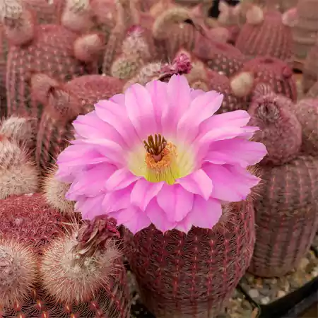 Rainbow Hedgehog Cactus