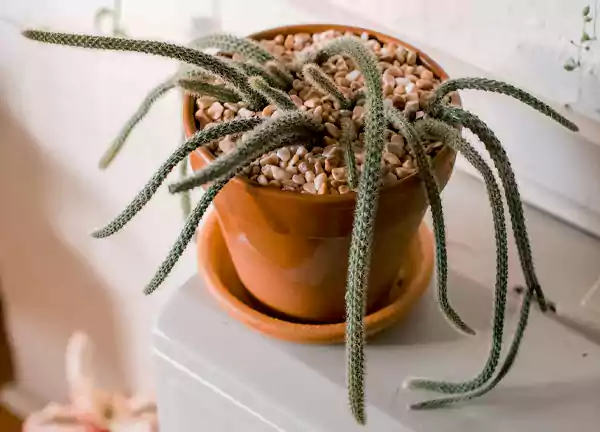 Rat Tail Cactus