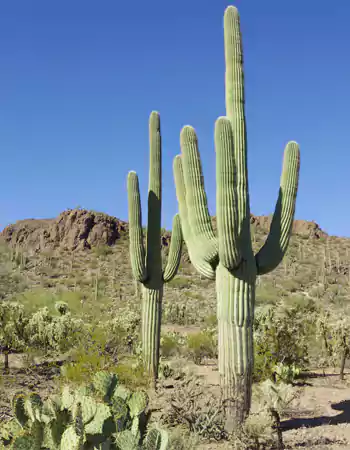 Saguaro Cactus