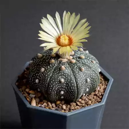 Sand Dollar Cactus