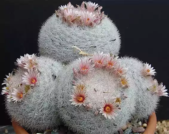 Snowball Pincushion