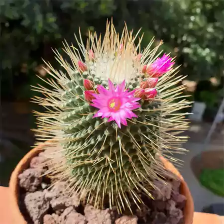 Spiny Pincushion Cactus