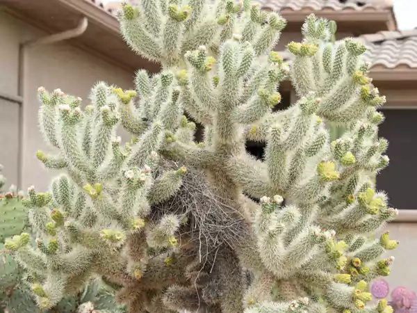 Teddy Bear Cholla