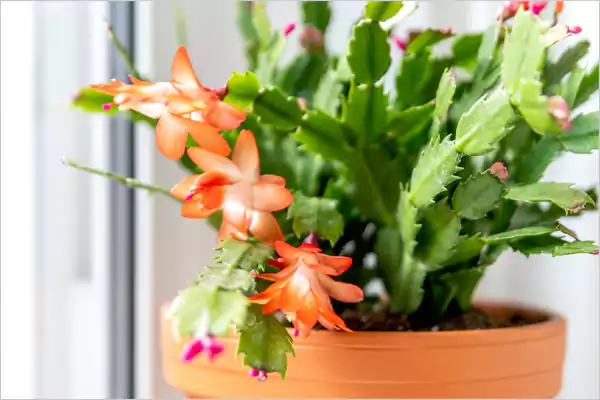 Thanksgiving Cactus