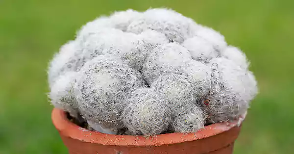 Thimble Cactus