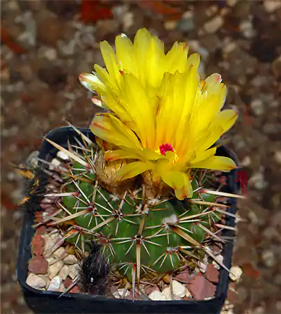 Tom Thumb Cactus