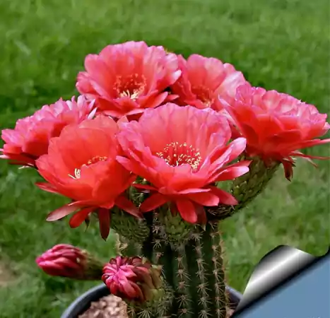 Torch Cactus