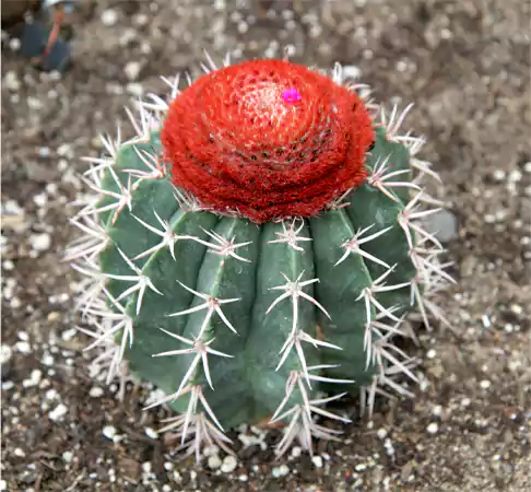 Turks Cap Cactus