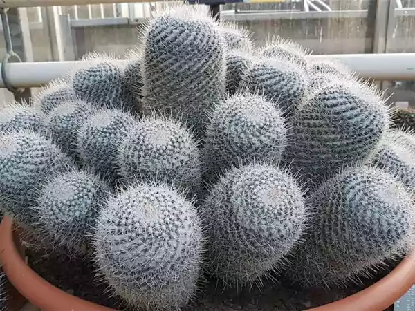 Two Spined Cactus