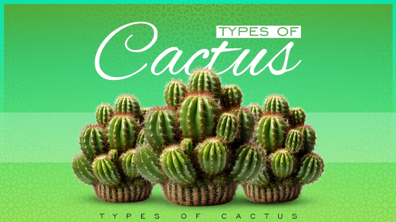 types of cactus