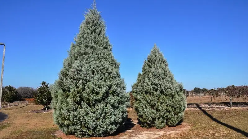 Arizona Cypress tree