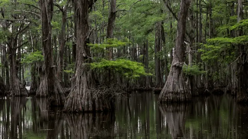 Bald Cypress tree