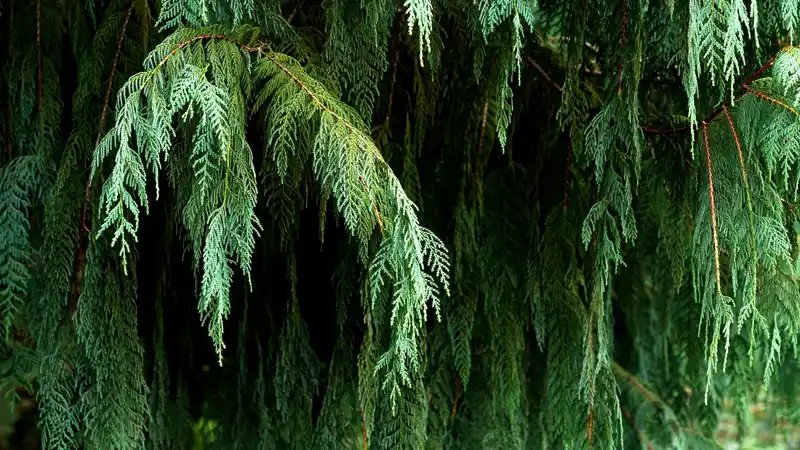 Chinese Weeping Cypress tree