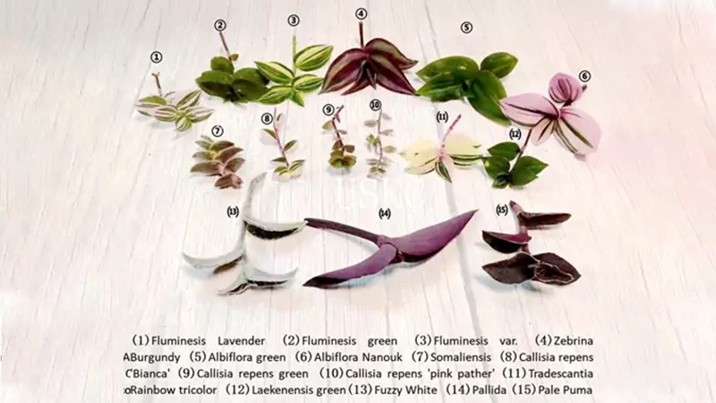 Common Varieties Wandering Jew Planttt