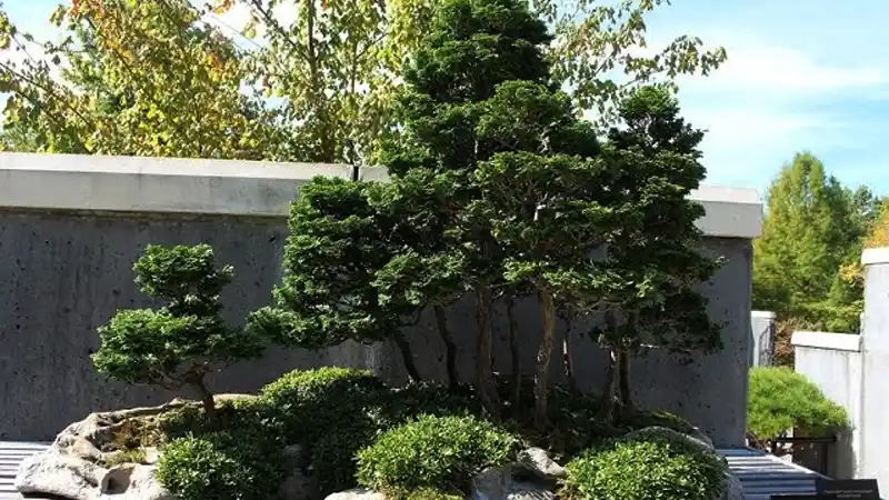 Dwarf Hinoki tree