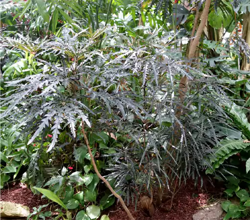 False Aralia Plant c