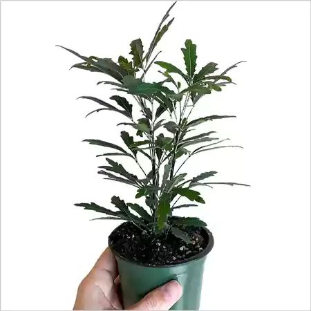 False Aralia Plant cpy