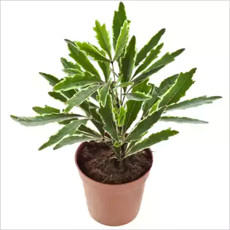 False Aralia Plants