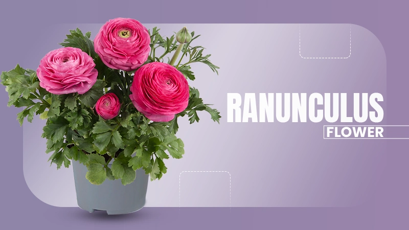 FlowerRanunculus