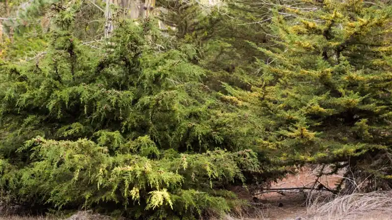 Gowen Cypress tree