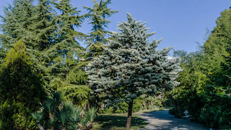 Himalayan Cypress tree