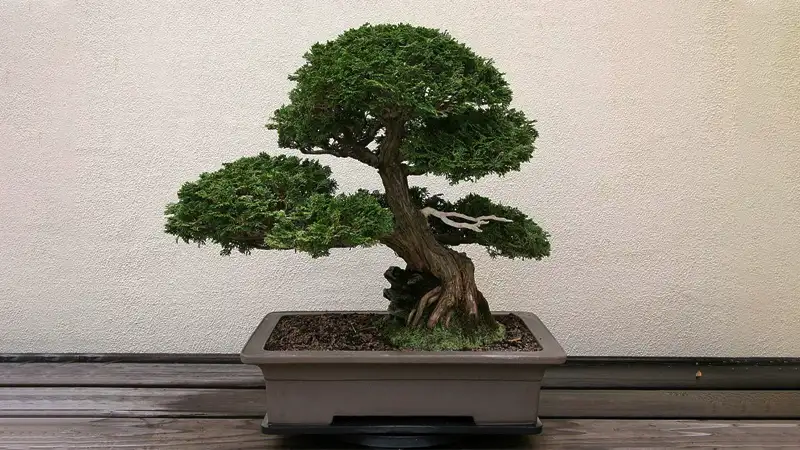 Hinoki Cypress tree