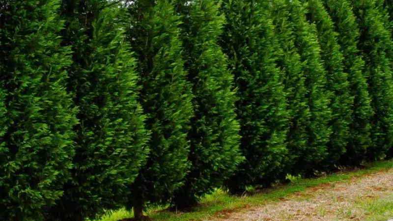 Leyland Cypress tree