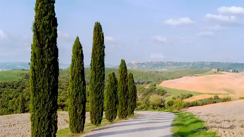 Mediterranean Cypress tree