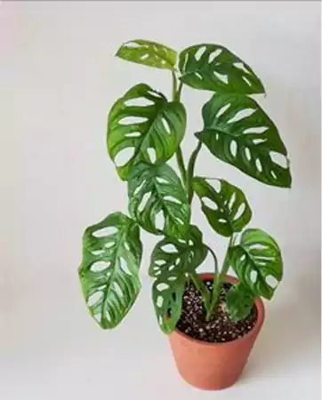 Monstera Adansonii