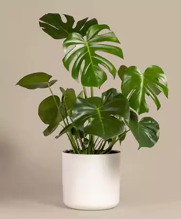 Monstera Deliciosa